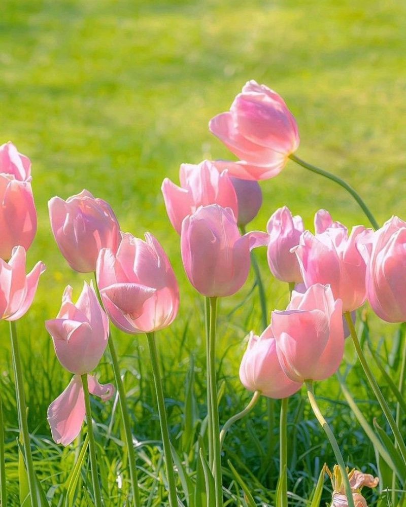 hình nền hoa tulip cho điện thoại