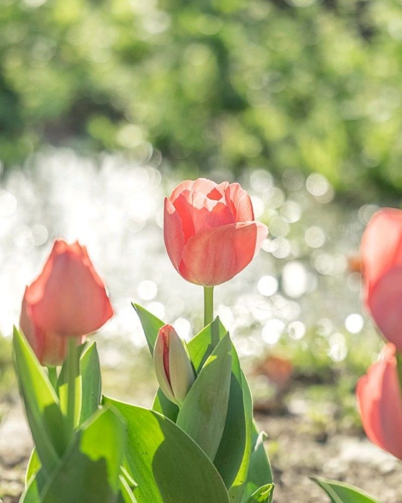 hình nền điện thoại hoa tulip