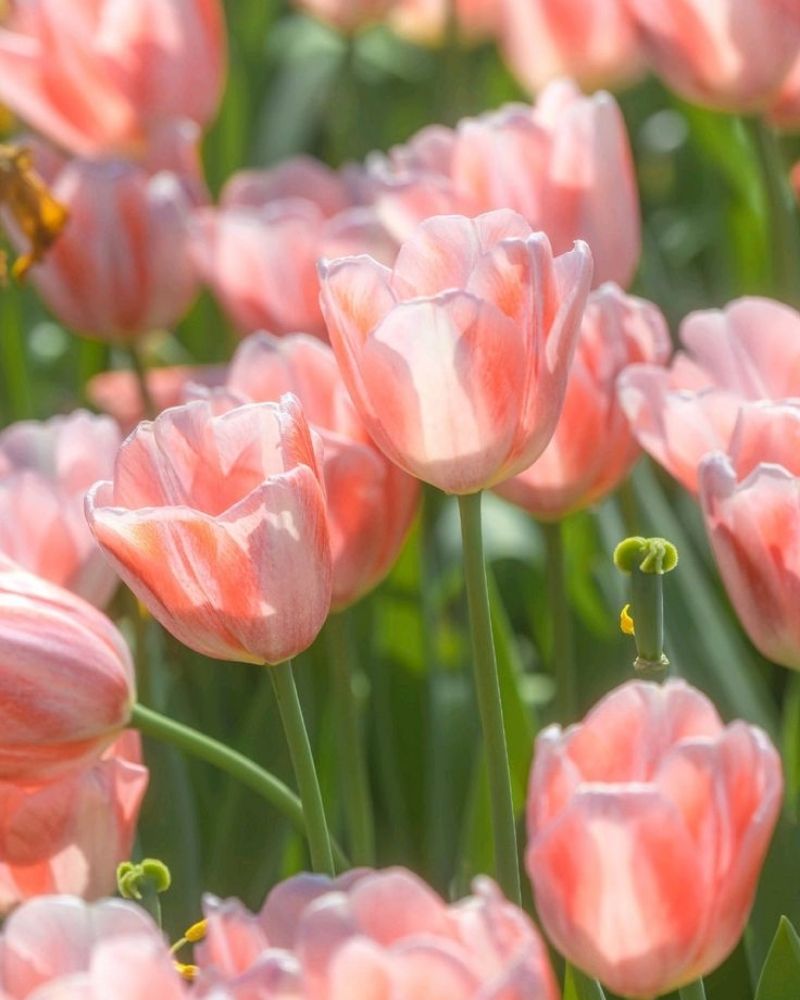 hình nền hoa tulip cho điện thoại