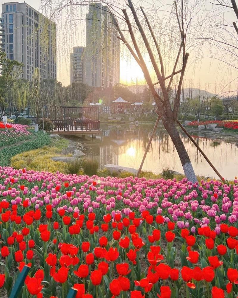 hình nền điện thoại hoa tulip