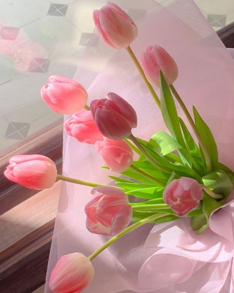 hình nền hoa tulip cho điện thoại