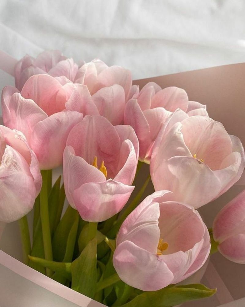 hình nền hoa tulip đẹp cho điện thoại