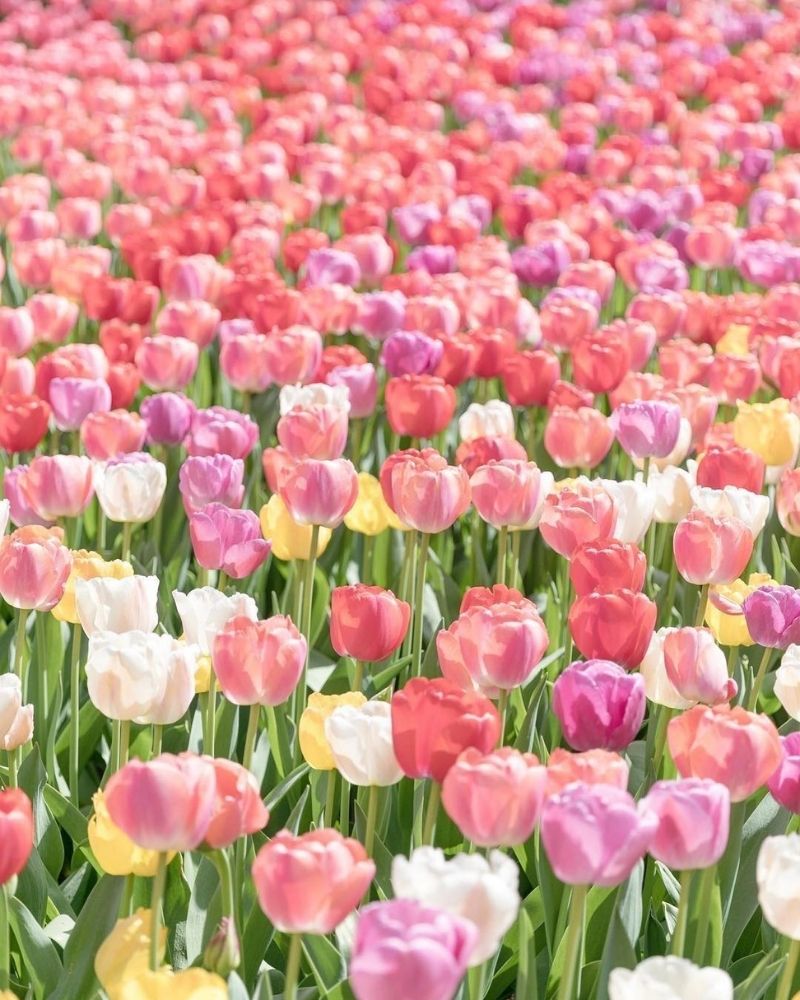 hình nền hoa tulip đẹp cho điện thoại