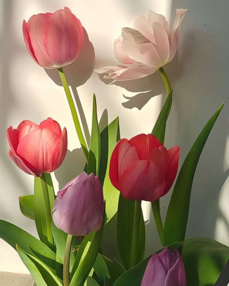 ảnh nền điện thoại hoa tulip